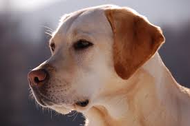 thia is doog sales