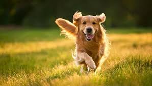 this is dog 123