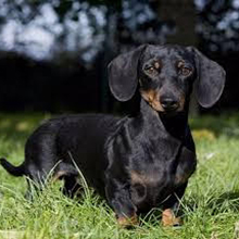 Puppies