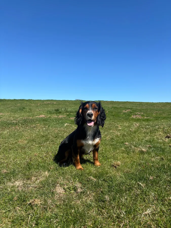 Tri colour health tested cocker spaniel stud