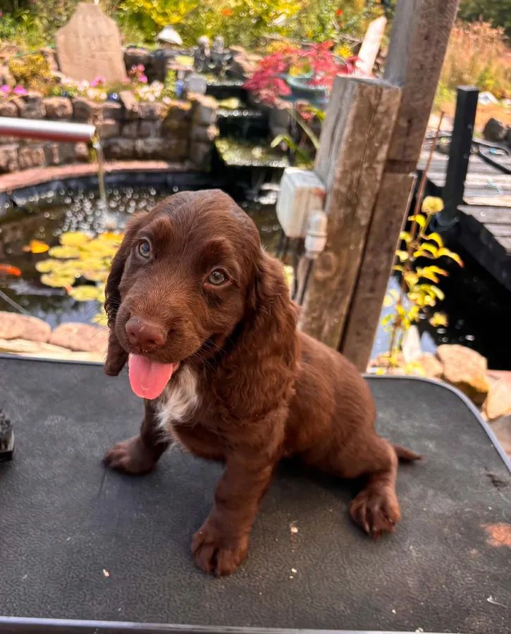 Working cocker puppies