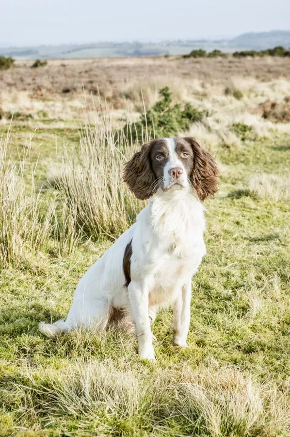 KC Registered Springer Spaniel Puppies image 5