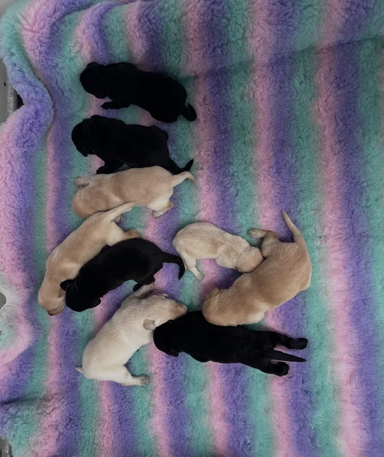 Exceptional FTCH Rowpainter Othello puppies FULLY TESTED image 2