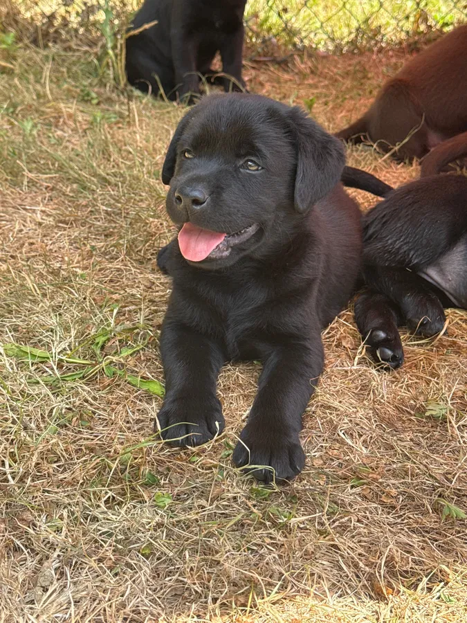 KC Labrador puppies