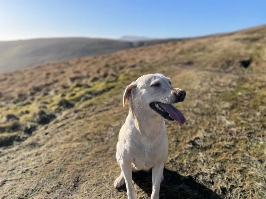 Labrador puppies image 3