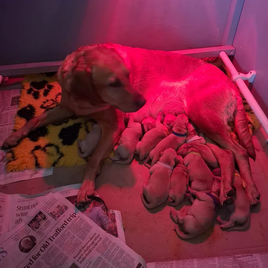KC REGISTERED WORKING LINE YELLOW-FOX RED LABRADOR PUPS