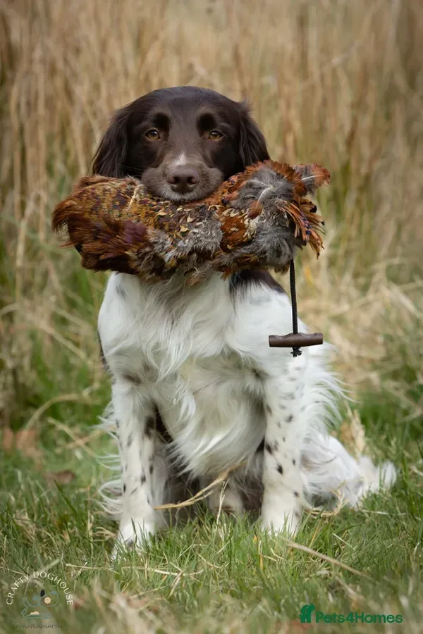 FTW Springer Spaniel image 3
