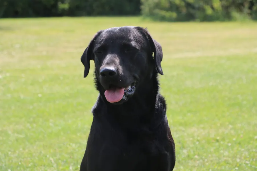 Exceptional Working Labrador Puppies from Kugae Gundogs