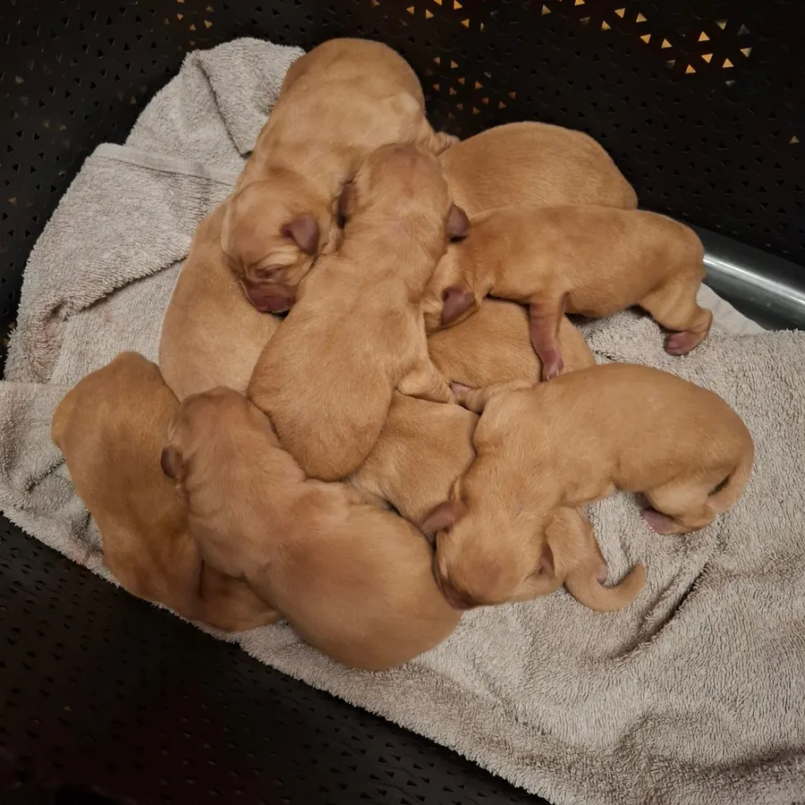 KC REGISTERED WORKING LINE YELLOW-FOX RED LABRADOR PUPS image 2