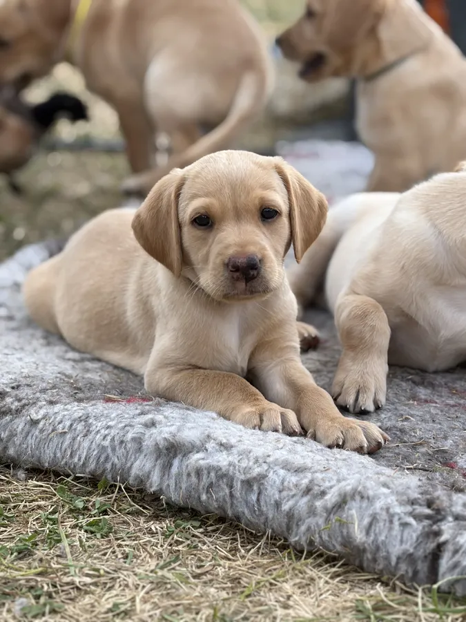 9 KC Fox Red-Yellow Labrador Puppies image 2
