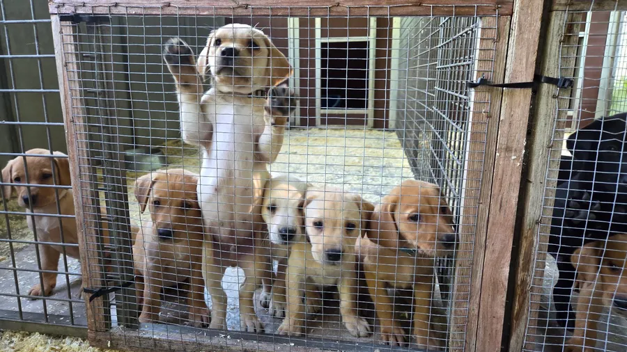 Ft Ch sired litter image 4
