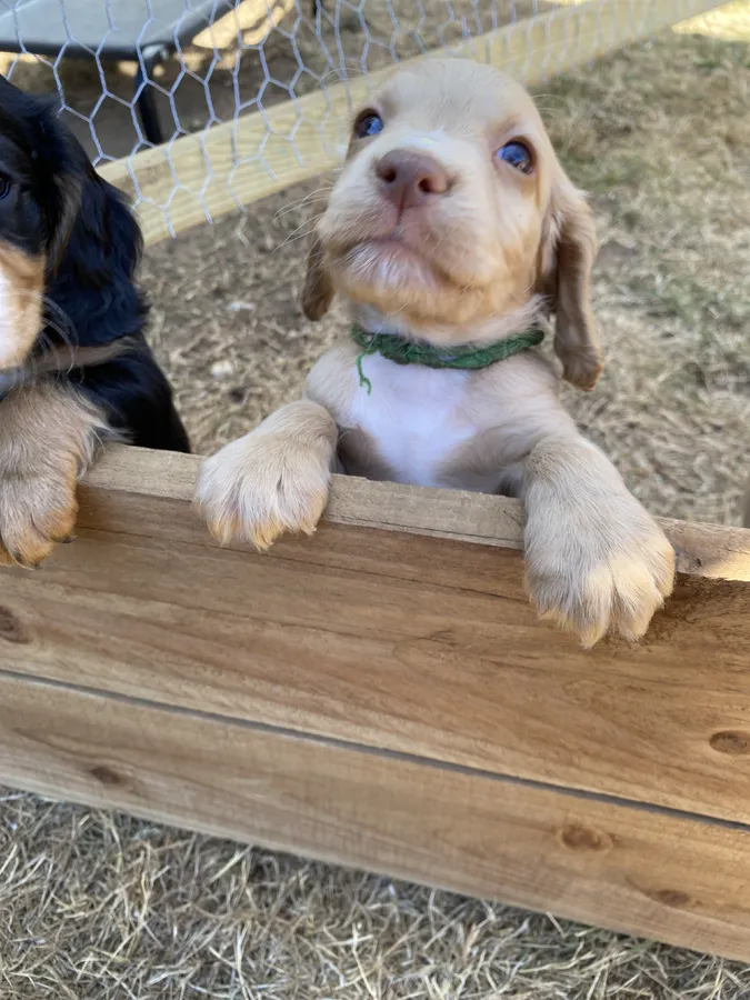 KC Docked Working Cocker Spaniel Puppies
