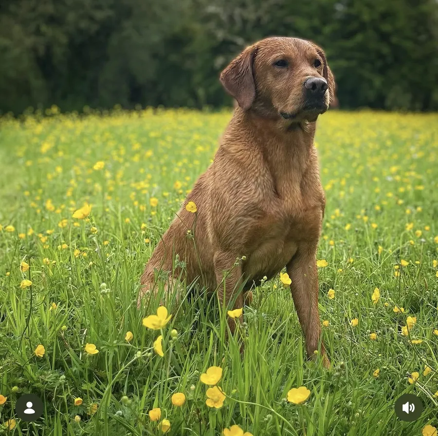 9 KC Fox Red-Yellow Labrador Puppies image 4