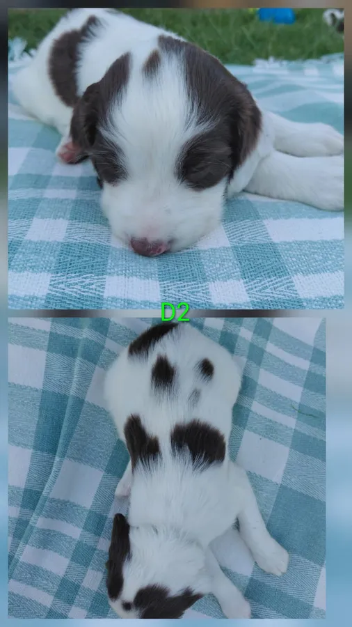 Kc Registered springer spaniel pups image 4