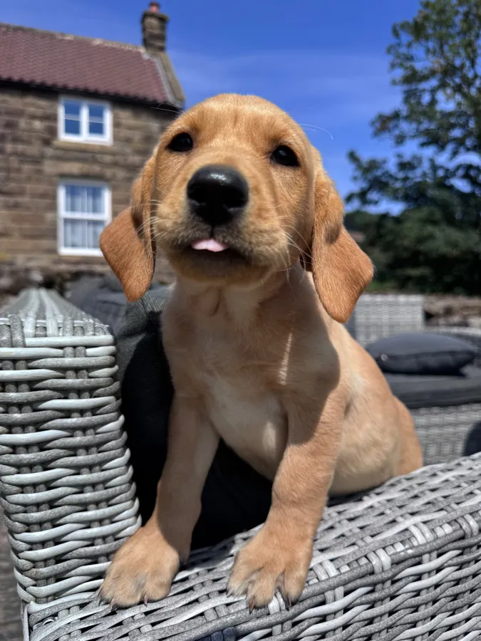 Kc Reg Labrador Puppies Ready to go image 2