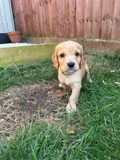 KC Registered Cocker Spaniel Boys image 2