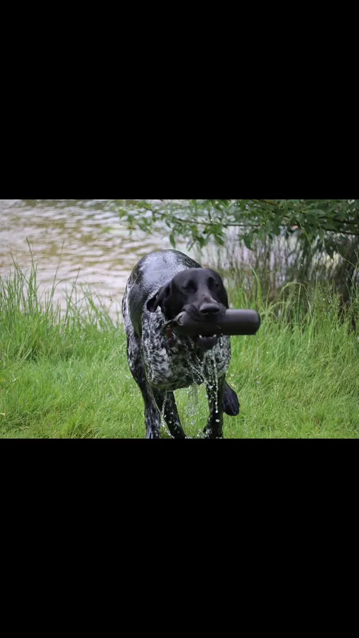 Well trained GSP image 4
