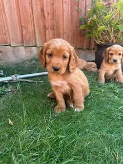 KC Registered Cocker Spaniel Boys image 3