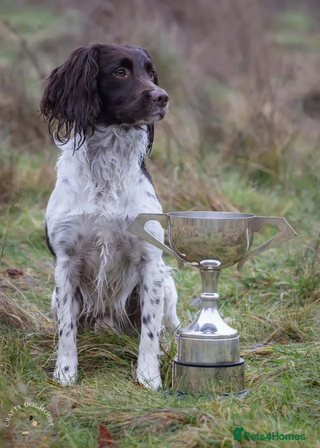 FTW Springer Spaniel image 2