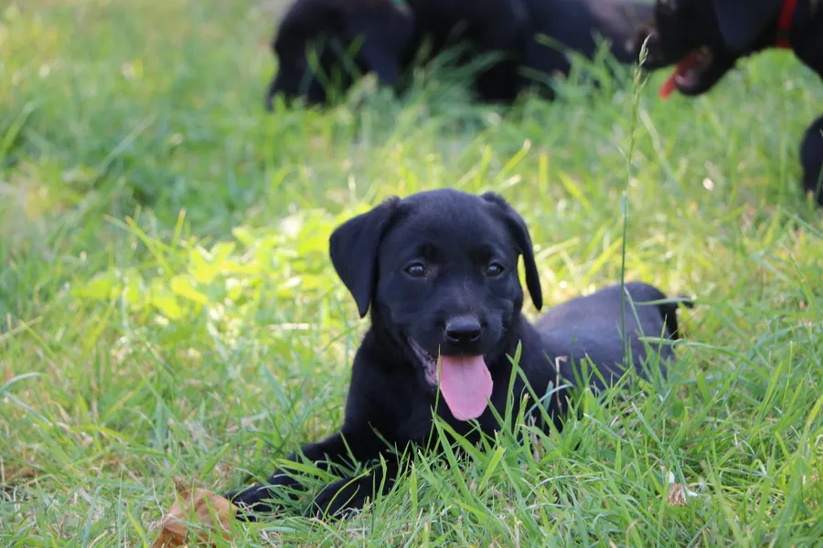 Exceptional Working Labrador Puppies from Kugae Gundogs image 3