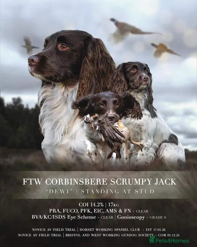 FTW Springer Spaniel image 4