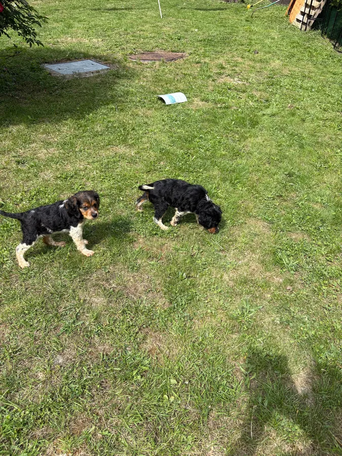 Brittany pups