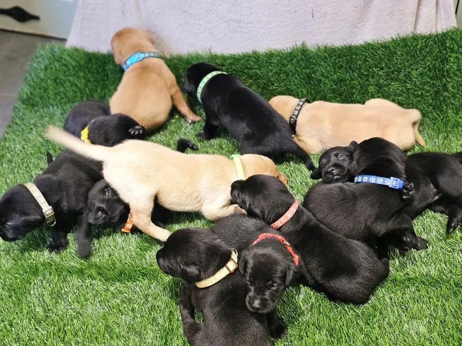 Lovely puppys image 4