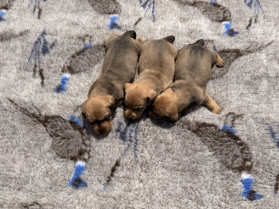 RED Working Teckel Pups image 3