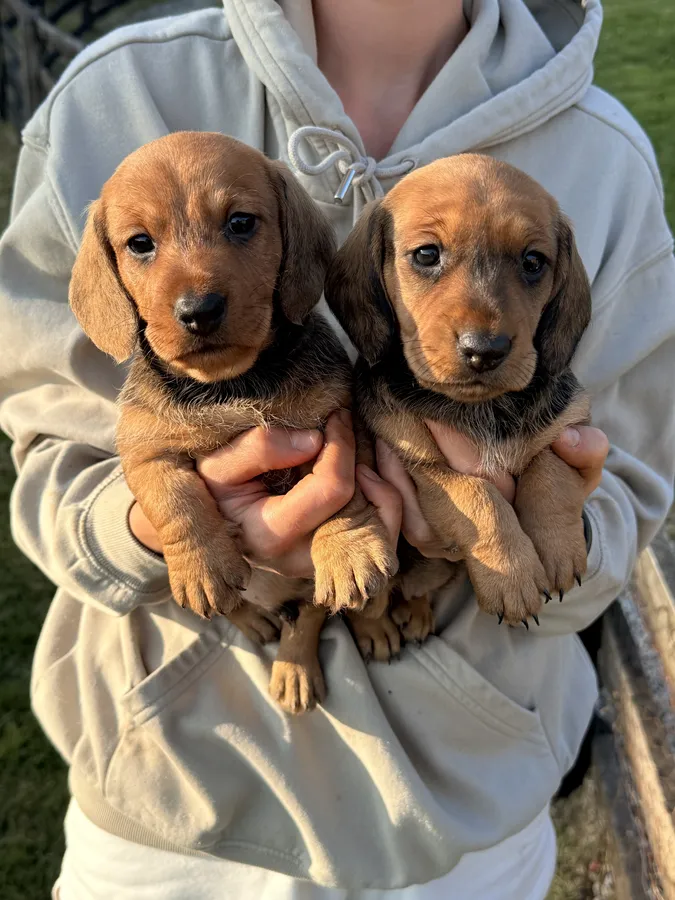 RED Working Teckel Pups