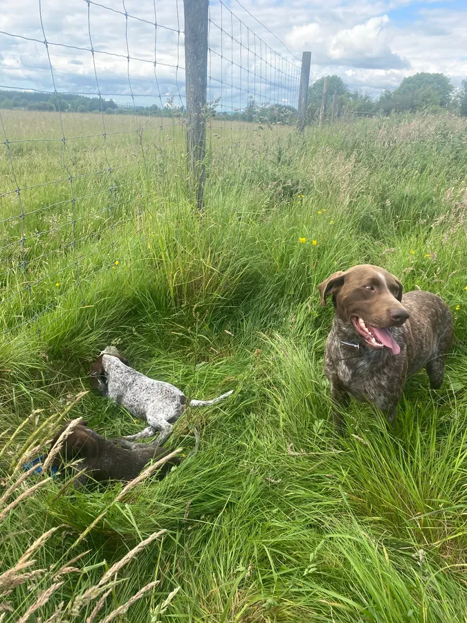Short Haired German Pointer Puppies image 4