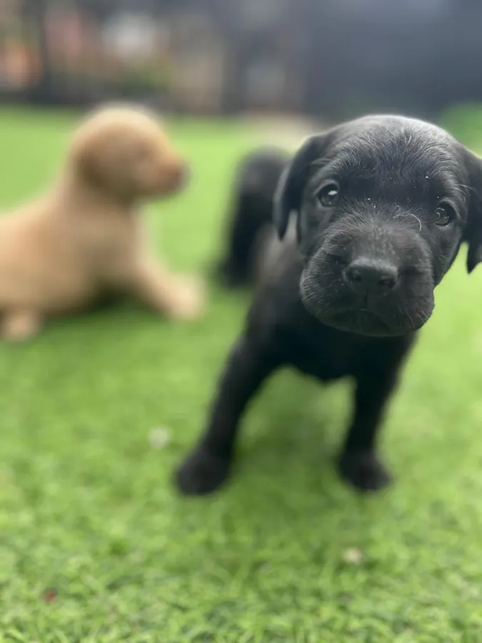 A strong litter of pure Labradors image 5