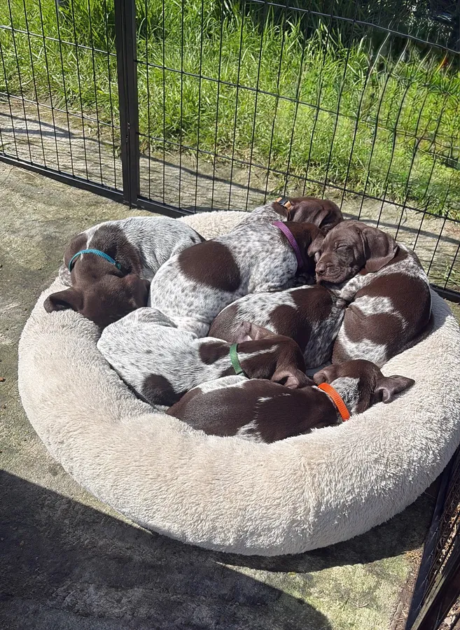 German shorthair pointer