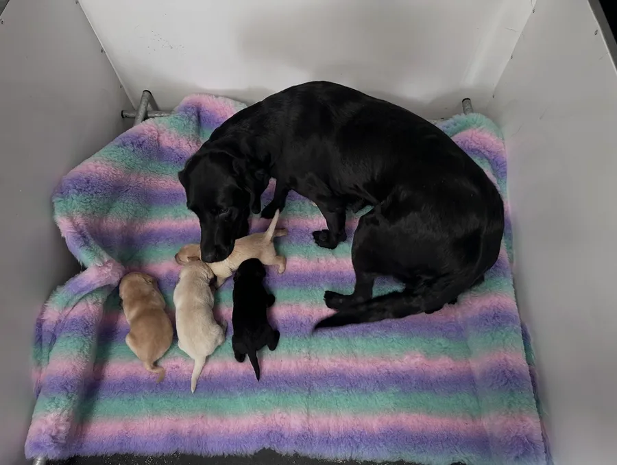 Exceptional FTCH Rowpainter Othello puppies FULLY TESTED