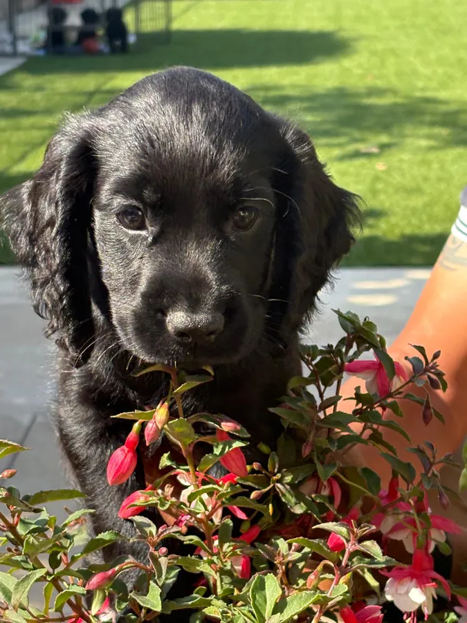 WORKING COCKER SPANIEL PUPPIES FOR SALE image 2