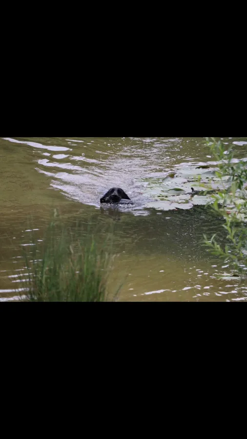 Well trained GSP image 3