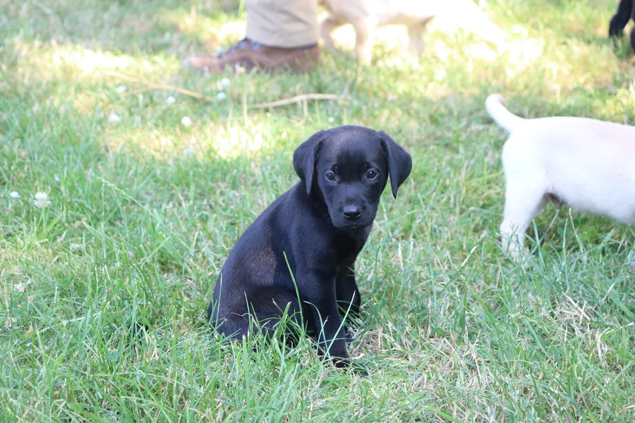 Exceptional Working Labrador Puppies from Kugae Gundogs image 6