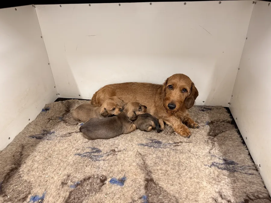 RED Working Teckel Pups image 4