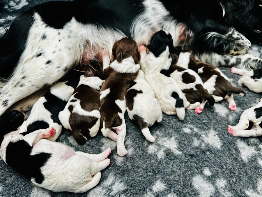 KC Registered Springer Spaniel Puppies image 3