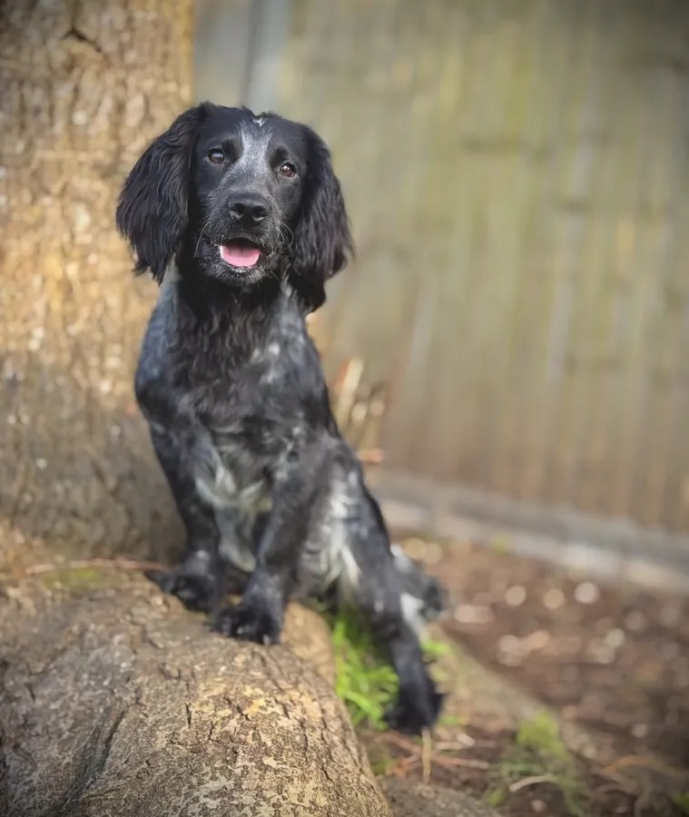 Stunning Working Cocker Roan Pups