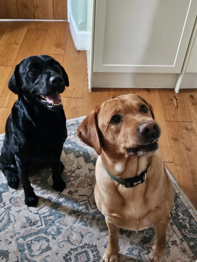 Lovely puppys image 6