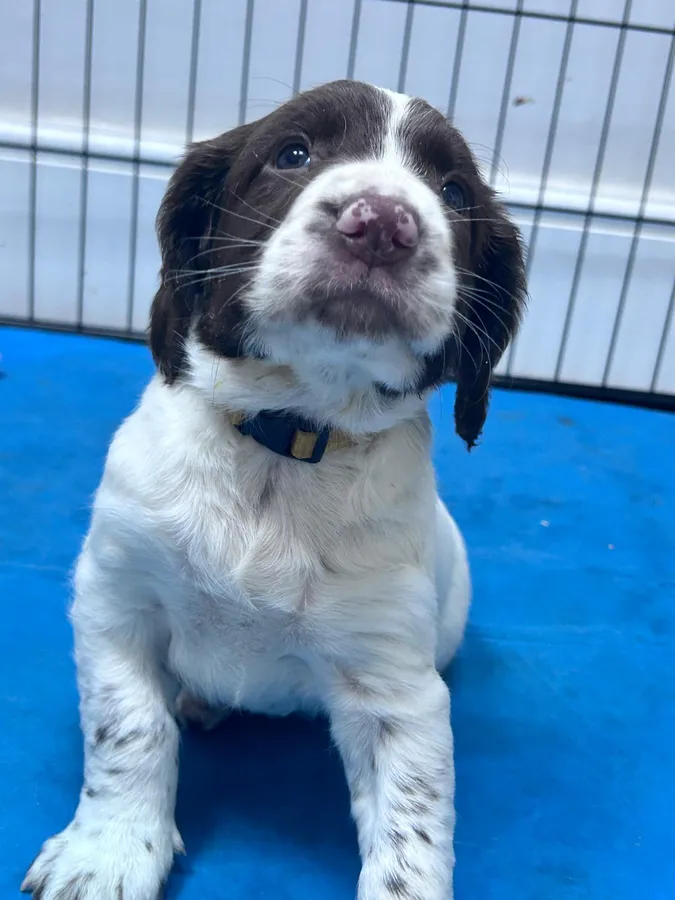Exceptionally bred English Springer Spaniel puppies image 3