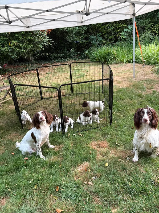 Exceptionally bred English Springer Spaniel puppies