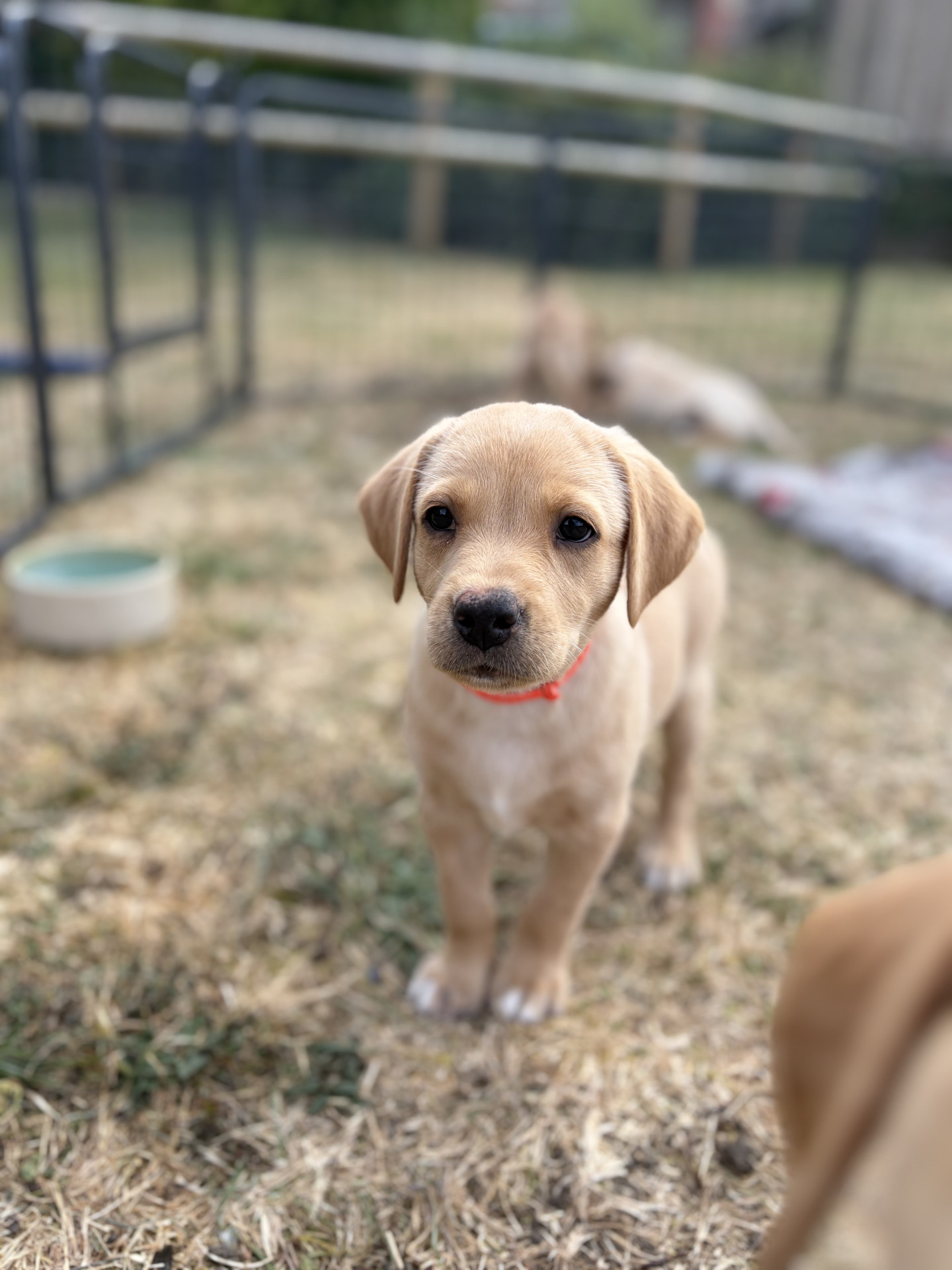 9 KC Fox Red-Yellow Labrador Puppies image 6
