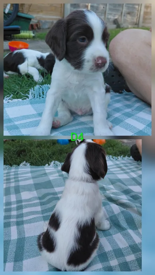 Kc Registered springer spaniel pups image 5