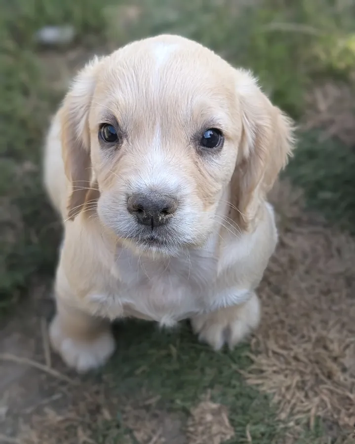 KC working cocker spaniel puppies