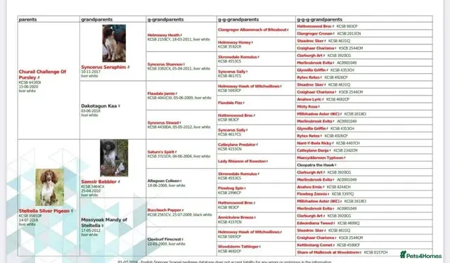 FTW Springer Spaniel image 6