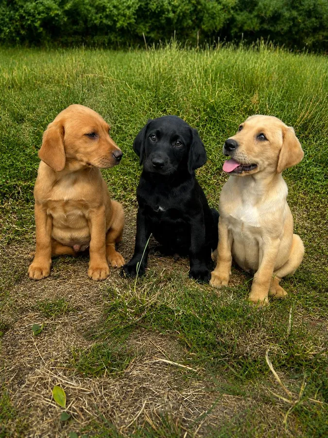 Beautiful labrador Puppies image 2