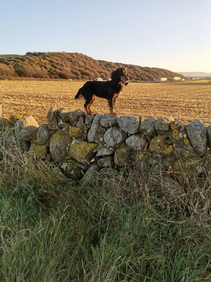 Fully Trained Working Cocker Spaniel Bitch Excellent on Land and Water