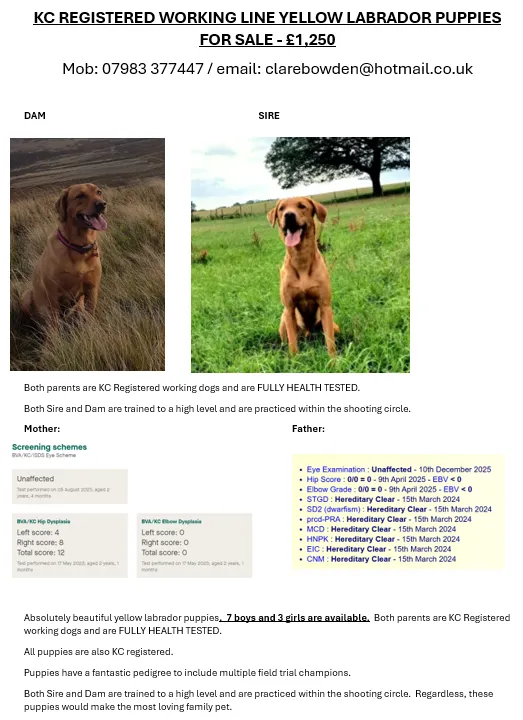 KC REGISTERED WORKING LINE YELLOW-FOX RED LABRADOR PUPS image 5