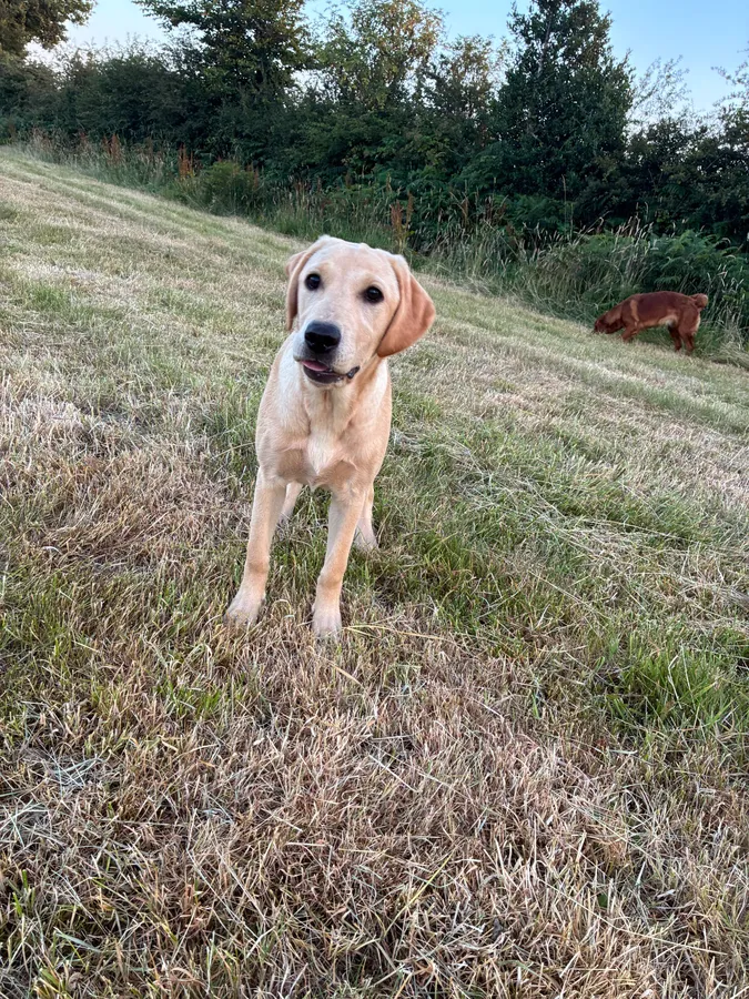 Beautiful 5 month old lab